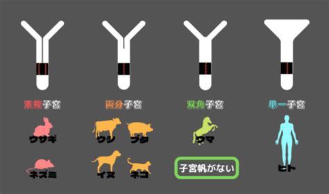 動物胎盤|胎盤の普遍的な発生過程 